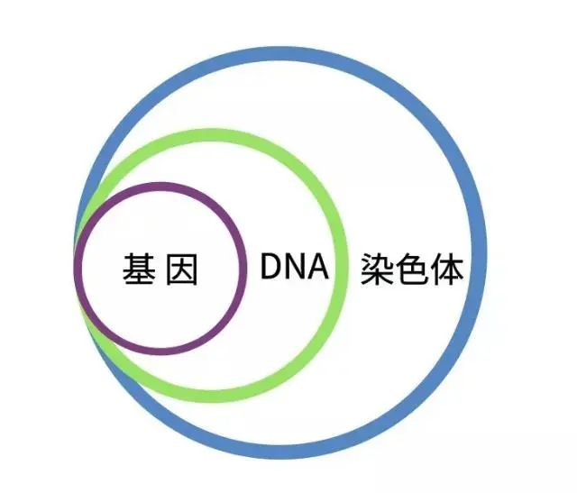 美国加州生殖中心：遗传概念知多少--染色体-DNA-基因