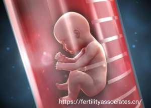 美国试管婴儿成功率VS国内：技术、